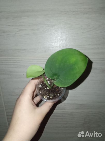 Растения