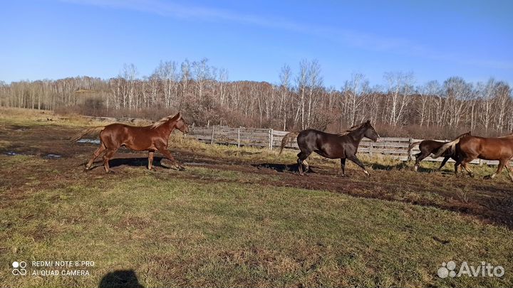 Продам коней