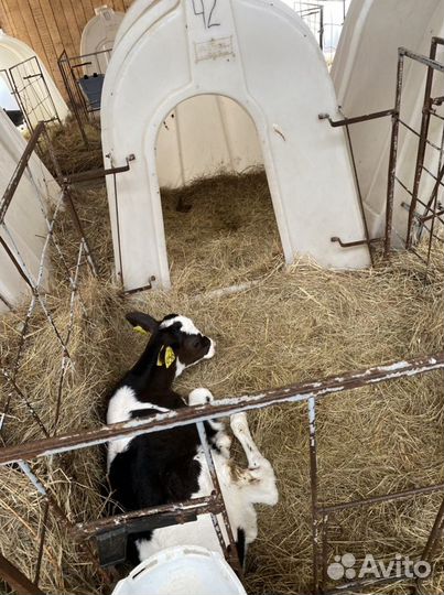 Телята. Бычки