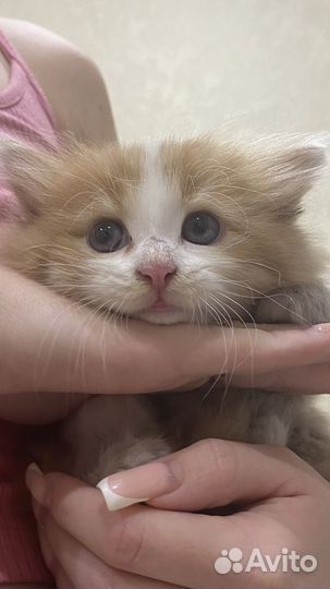 Котенок пушистый