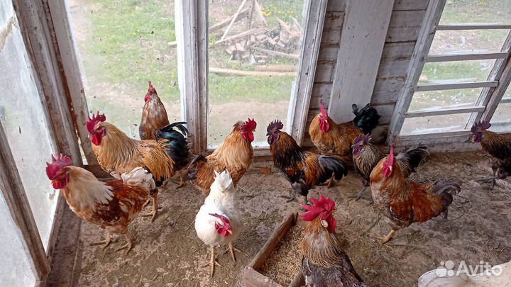 Петушки породистые