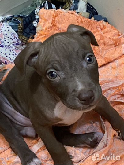 Щенки питбуля