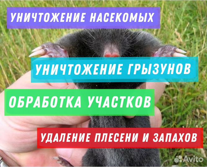 Уничтожение насекомых вывести тараканов