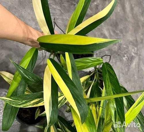 Эпипремнум амплиссимум