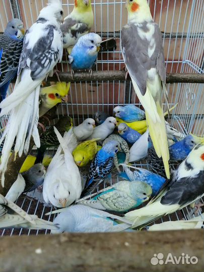 Попугай корелла, волнистые и неразлучники