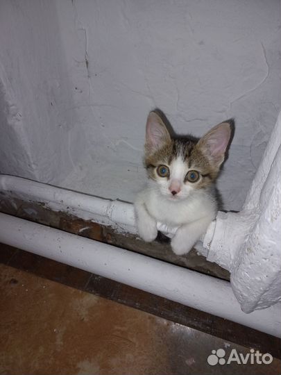 Котенок девочка в добрые руки