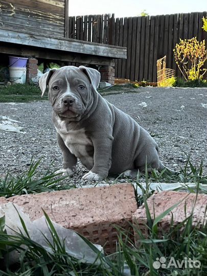 Американский булли покет щенки