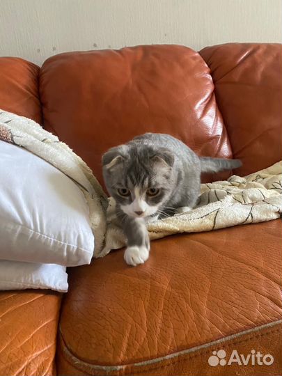 Шотландские