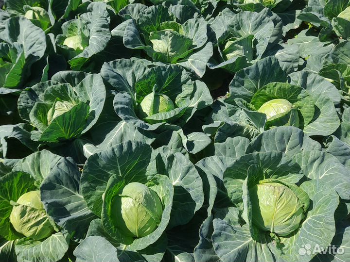 Капуста ранняя белокочанная