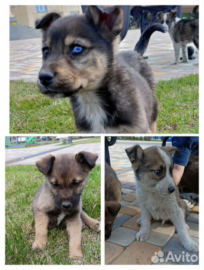 Отдам щенят в хорошие руки