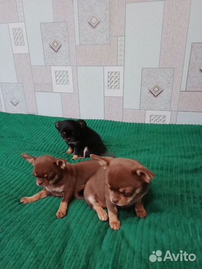 Щенки чихуахуа