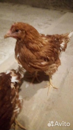 Куры Несушки