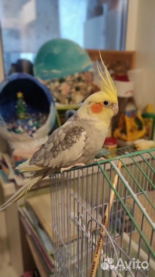 Попугай корелла с клеткой