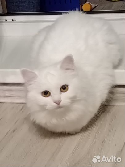 Турецкая ангора