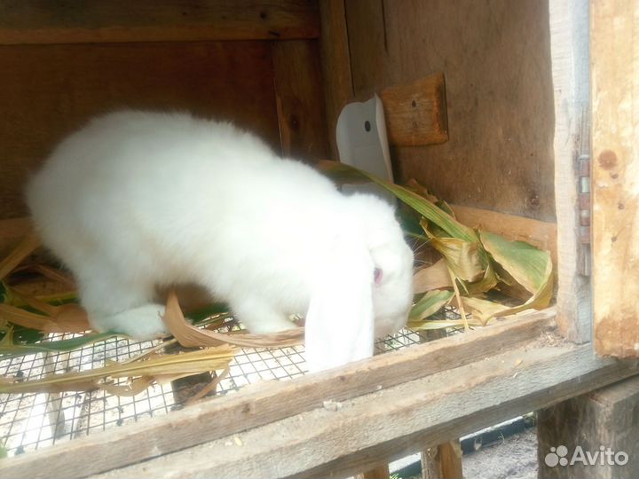 Кролики мясных пород великаны