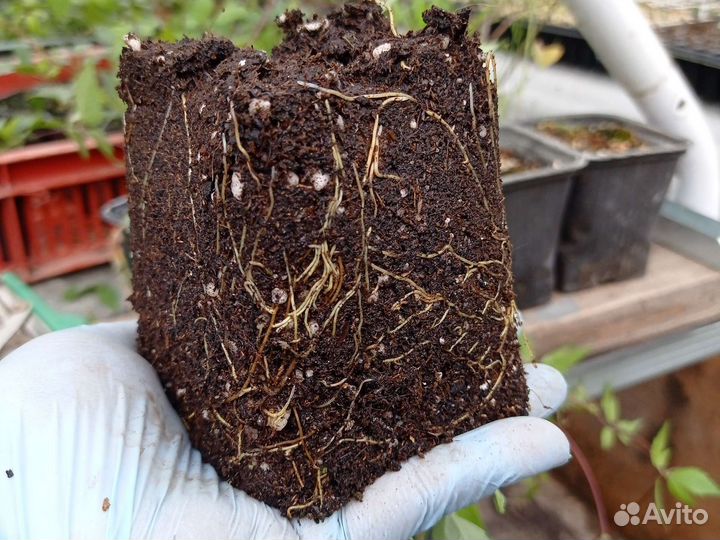 Княжик (клематис)