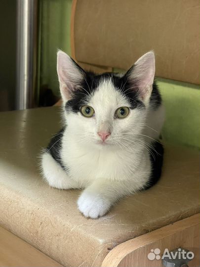 Марсель в добрые руки)