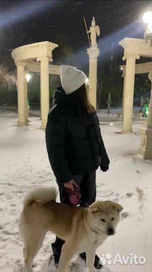 Выгул собак