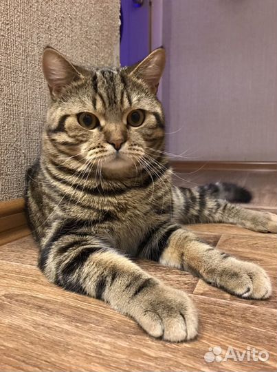 Шотландский кот вязка
