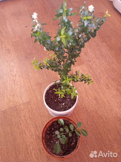 Муррайя, Мирт