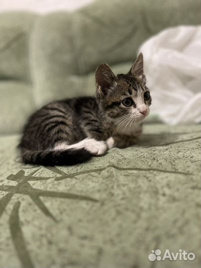 Котенок девочка в добрые руки