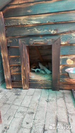 Конура для собаки