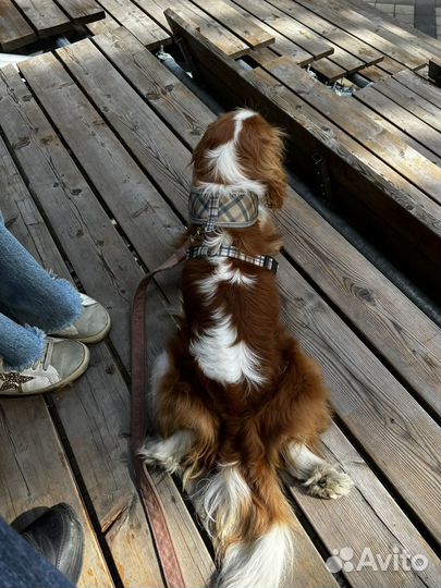 Аренда собаки для знакомств