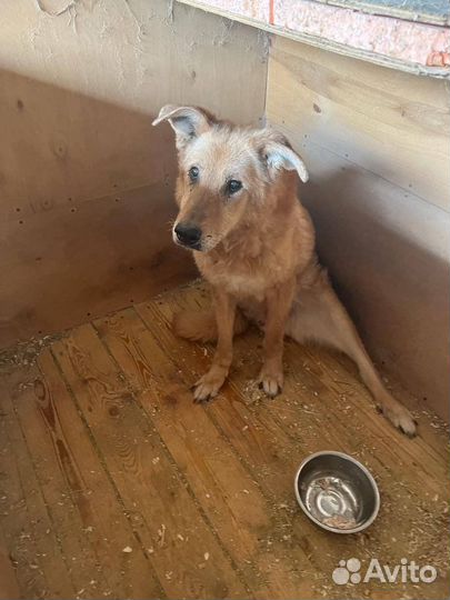 Собака Златан старичок из приюта ищет дом