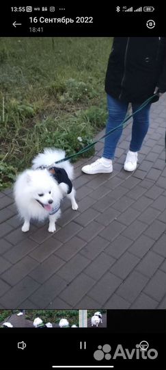 Собаки Вязка