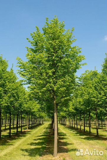 Саженцы Липа мелколистная из питомника