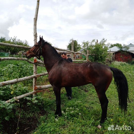 Лошадь жеребец