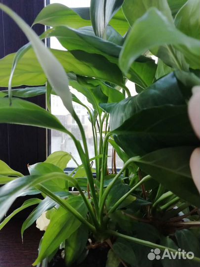 Спатифиллум