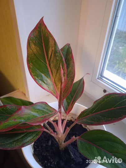 Цветы комнатные