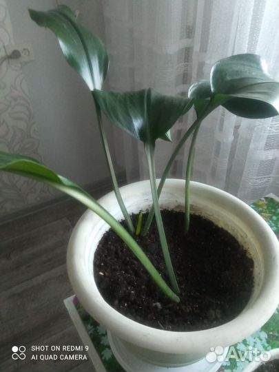 Комнатные цветы эухарис