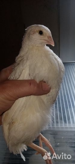 Техасский перепел