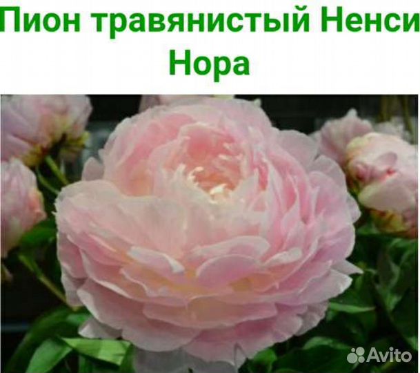Сортовые пионы