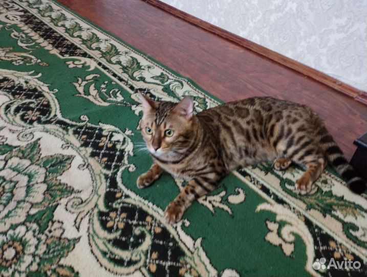 Бенгальский кот вязка