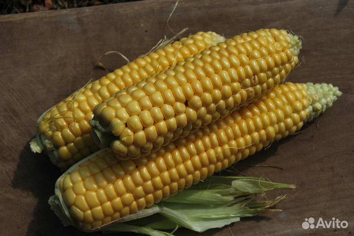 Семена кукурузы