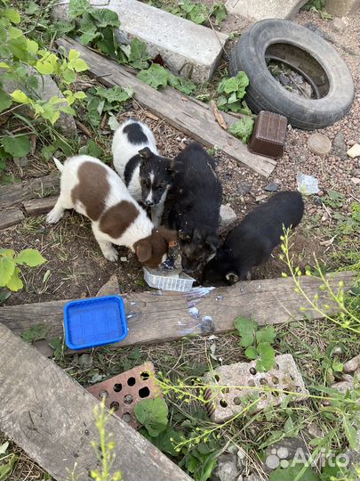 Очень красивые щенки