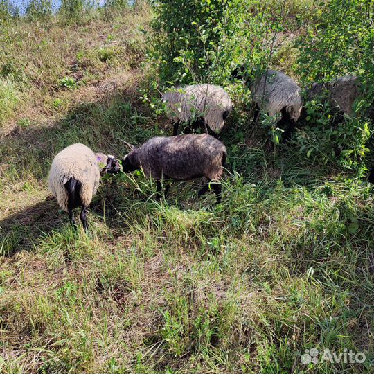 Романовские овцы ягнята на мясо на племя