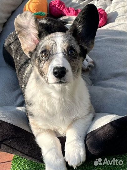 Вельш-корги кардиган девочка мрамор