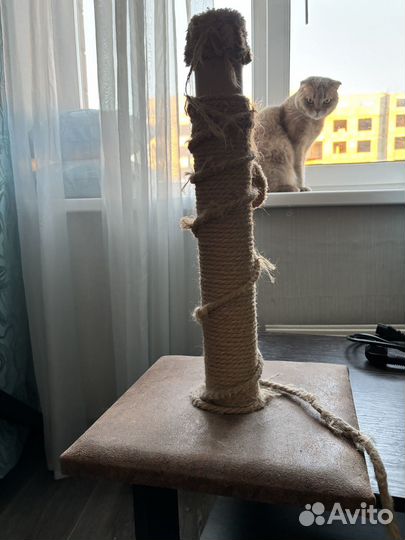 Когтеточка