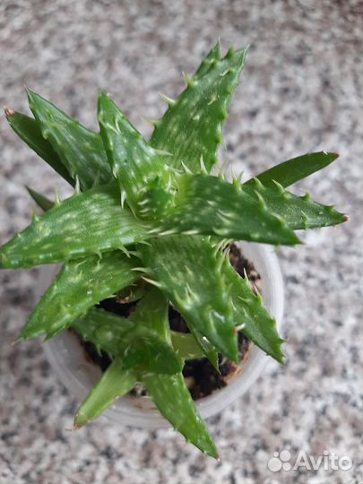 Крассула,декор.алое