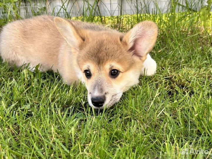 Вельш корги Пемброк