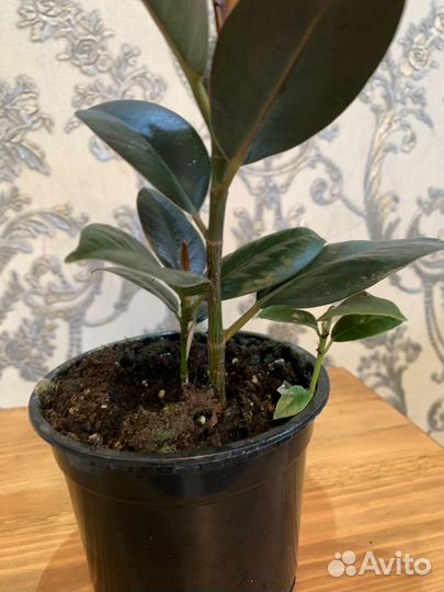 Фикус эластика робуста