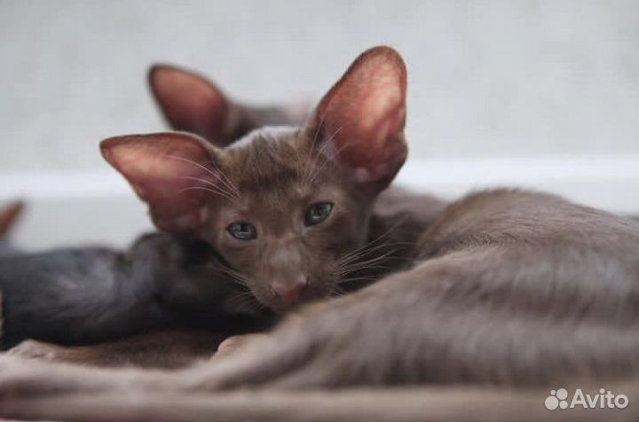 Шоколадный котик