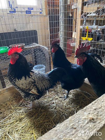 Продам гусыню