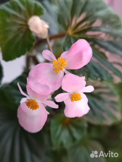Бегония Элатиор, бегония вечноцветущая
