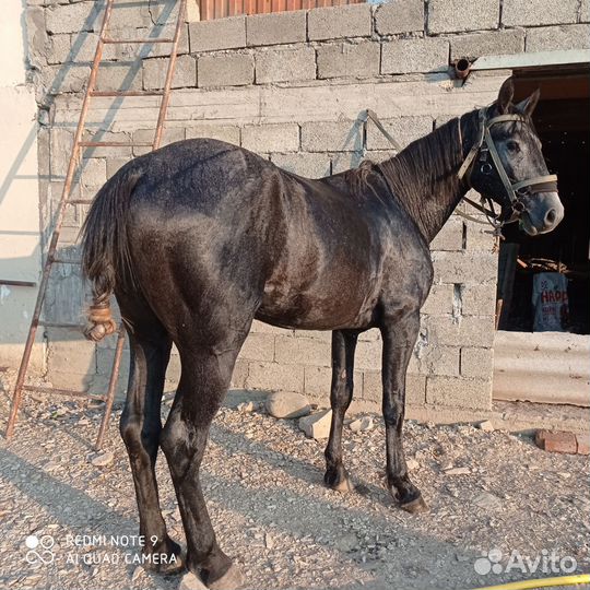 Карачаевский жеребец