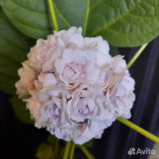 Клеродендрум филиппинский